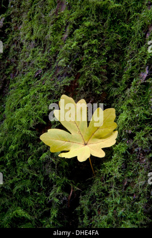 Field Maple Leaf, Acer campestre, on a moss covered tree trunk. Stock Photo