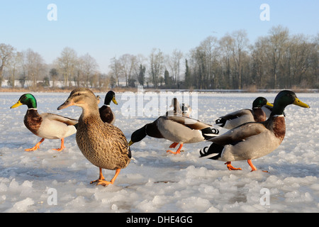 Low wide angle view of Mallard (Anas platyrhynchos) group standing on heavily frozen lake in morning sunshine, Wiltshire, UK. Stock Photo