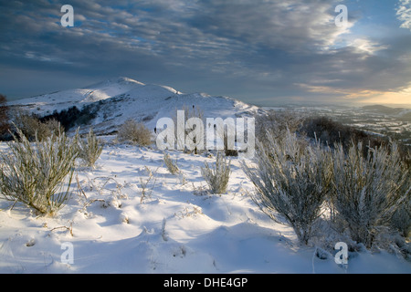 Snow covered broom on North Hill on the Malvern Hills looking South towards Sugarloaf and the Beacon at sunset. Stock Photo