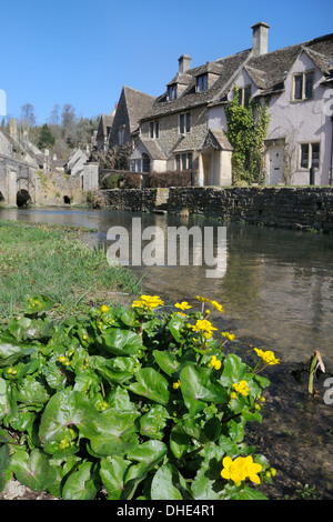 Marsh marigolds / King cups (Caltha palustris), flowering beside the Bybrook river in Castle Combe village, Wiltshire, UK. Stock Photo