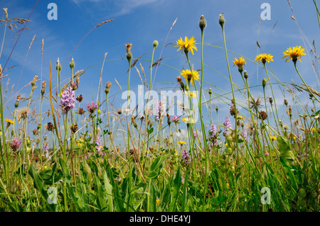 Common spotted orchid (Dactylorhiza fuchsii) Rough hawkbit (Leontodon hispidus) and Red clover (Trifolium pratense) in a meadow. Stock Photo