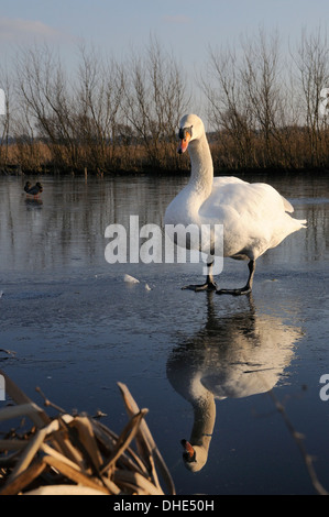 Cob Mute swan (Cygnus olor) reflected in the ice of a frozen pool in late afternoon light, RSPB Greylake reserve, Somerset, UK. Stock Photo