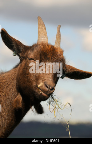 Close up of Pygmy goat (Capra hircus) chewing grass, Wiltshire, UK, March. Stock Photo