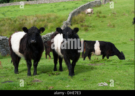 Belted Galloway cattle in rough upland pasture, Cumbria, UK. Stock Photo