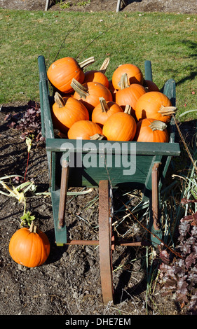 Autumn New England scene of old wooden wheelbarrow filled with orange pumpkins in garden outside, Massachusetts, USA. Stock Photo