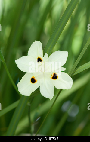 Close-up portrait shot of white Dietes bicolor flower with black/yellow spots in natural setting. Stock Photo