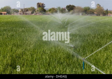 Irrigation sprinklers watering wheat field - California USA Stock Photo