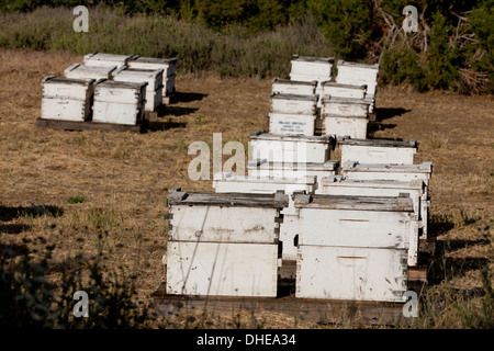 Commercial beehives stacked near an orchard - Central California USA Stock Photo