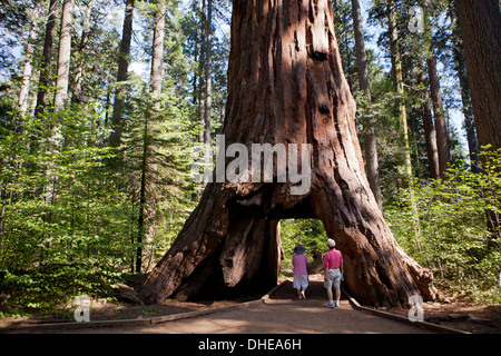 Giant Sequoia Sequoiadendron Giganteum Thru An Opening In A