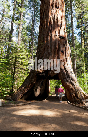 People walking through the giant sequoia Pioneer Cabin Tree - Calaveras ...