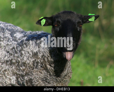 Close-up of a a sheep bleating Stock Photo