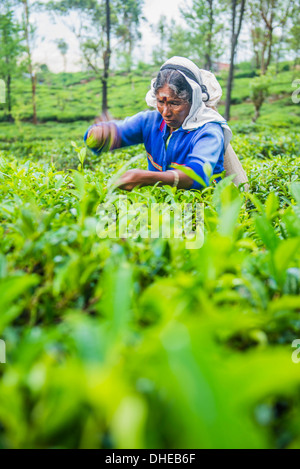 Tea picker plucking tea in a tea plantation in the Sri Lanka Central Highlands and Tea Country, Sri Lanka, Asia Stock Photo