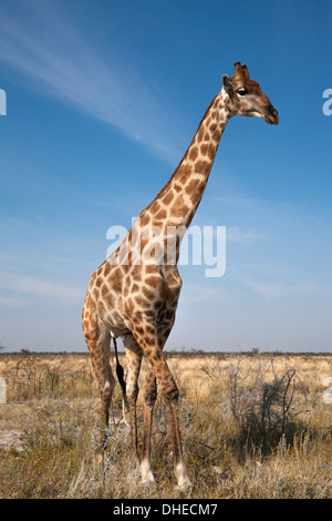 Giraffe (Giraffa camelopardalis), Etosha National Park, Namibia, Africa Stock Photo