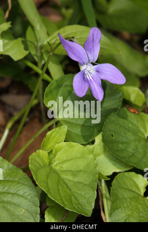 Hairy Violet, Viola hirta Stock Photo