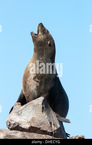 South African (Cape) fur seal (Arctocephalus pusillus pusillus), Cape Cross breeding colony, Namibia, May 2013 Stock Photo