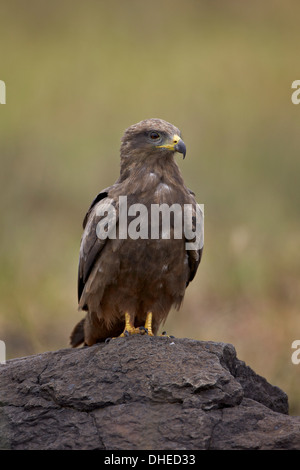 Black kite (Milvus migrans), Ngorongoro Crater, Tanzania, East Africa, Africa Stock Photo