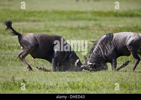 Two blue wildebeest (brindled gnu) (Connochaetes taurinus) bulls fighting, Ngorongoro Crater, Tanzania, East Africa, Africa Stock Photo