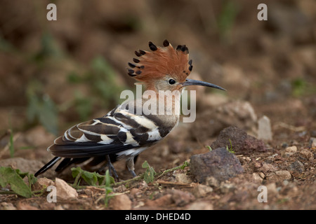 African hoopoe (Upupa africana) with its crest erected, Ngorongoro Crater, Tanzania, East Africa, Africa Stock Photo