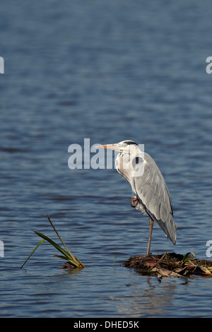 Gray heron (grey heron) (Ardea cinerea), Ngorongoro Crater, Tanzania, East Africa, Africa Stock Photo