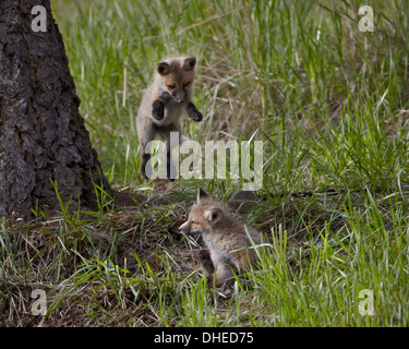 Red fox (Vulpes vulpes) (Vulpes fulva) kit pouncing on its sibling, Yellowstone National Park, Wyoming, USA Stock Photo