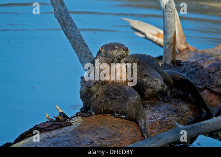 River otter (Lutra canadensis) mother and two pups, Yellowstone National Park, Wyoming, United States of America, North America Stock Photo