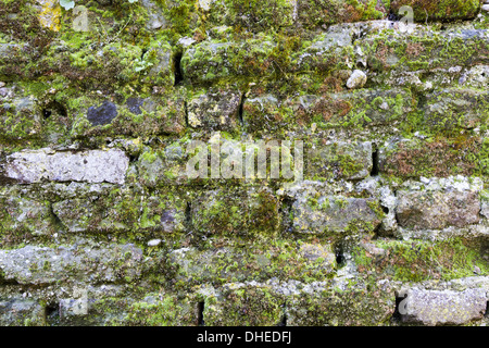 mossy wall Stock Photo