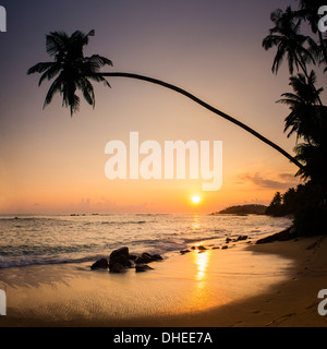 Palm tree at sunset on tropical Mirissa Beach, South Coast of Sri Lanka, Southern Province, Sri Lanka, Asia Stock Photo