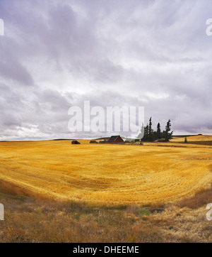 Huge field and some pines after a harvest Stock Photo