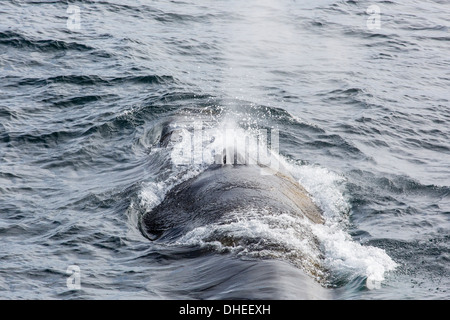 Adult fin whale (Balaenoptera physalus) surfacing near Gosbergkilen, Spitsbergen, Svalbard, Norway, Scandinavia, Europe Stock Photo