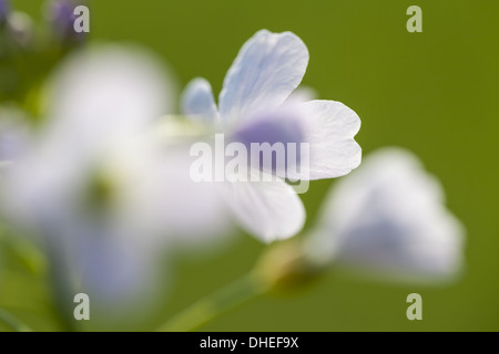 Cuckoo Flower (Cardamine pratensis) Stock Photo
