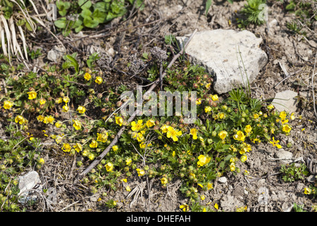 Alpine alyssum (Alyssum L. alpestre) Stock Photo