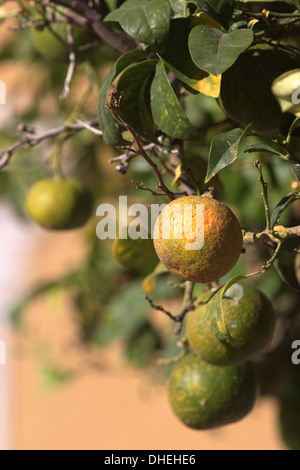 Mandarin oranges on a tree in Murcia, southern Spain, November 2013. Stock Photo