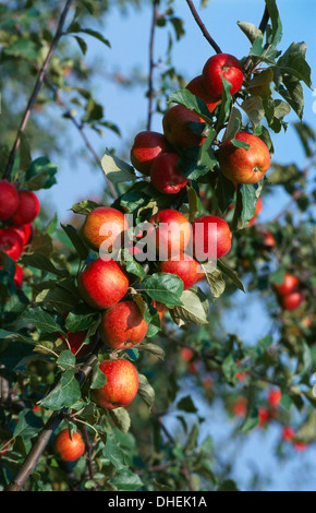 Red Cider Apples on the Branch of an Apple Tree Stock Photo
