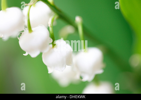soft focus and romantic lily of the valley  Jane Ann Butler Photography  JABP994 Stock Photo