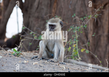 Vervet monkey (Cercopithecus aethiops), Chobe National Park, Botswana, Africa Stock Photo