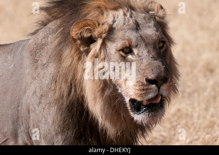 Lion (Panthera leo), Savuti, Chobe National Park, Botswana, Africa Stock Photo