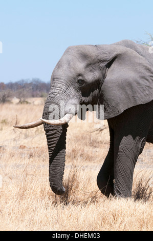 African elephant (Loxodonta africana), Savuti, Chobe National Park, Botswana, Africa Stock Photo