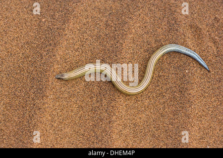 Legless lizard (Typhlosaurus braini), Namib Desert, Namibia, Africa Stock Photo