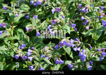 Narrow-leaved lungwort Stock Photo
