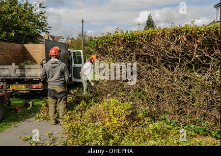 Two tree surgeons in hard hats cutting or trimming a hedge outdoors outside garden maintenance. Stock Photo