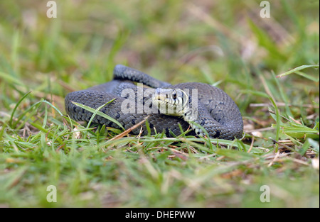 Grass snake (Natrix natrix). Recent research has suggested this animal be reclassified as Natrix helvetica. Stock Photo