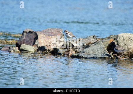 Semipalmated Plovers (Charadrius semipalmatus) perched on rocks near the ocean. Stock Photo