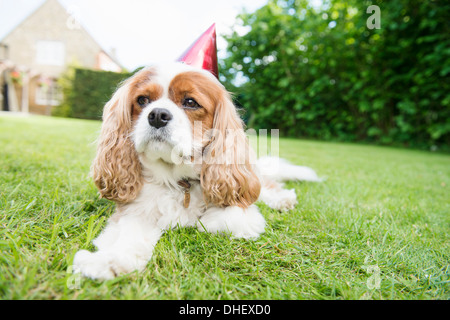 Dog wearing party hat lying on grass Stock Photo