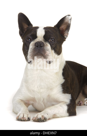 Studio shot of an adorable Boston Terrier lying on grey background ...