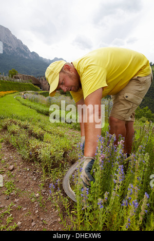 Man harvesting flowers Stock Photo