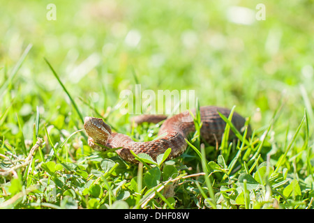 viper in green grass closeup Stock Photo
