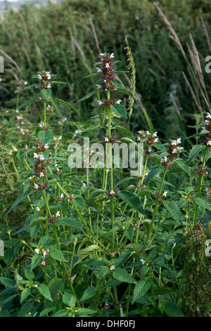 Common hemp-nettle, Galeopsis tetrahit, flowering plants with red calyx where the flowers have fallen Stock Photo