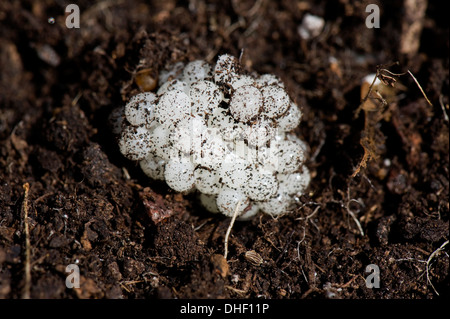 Eggs of a garden snail, Helix aspersa, in soil Stock Photo