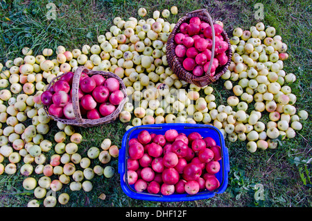 apple on grass and baskets in garden. Apple harvest concept Stock Photo