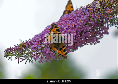 A small tortoiseshel butterfly, Aglais urticae, withothes and a drone fly on a Buddleja davidii flower Stock Photo